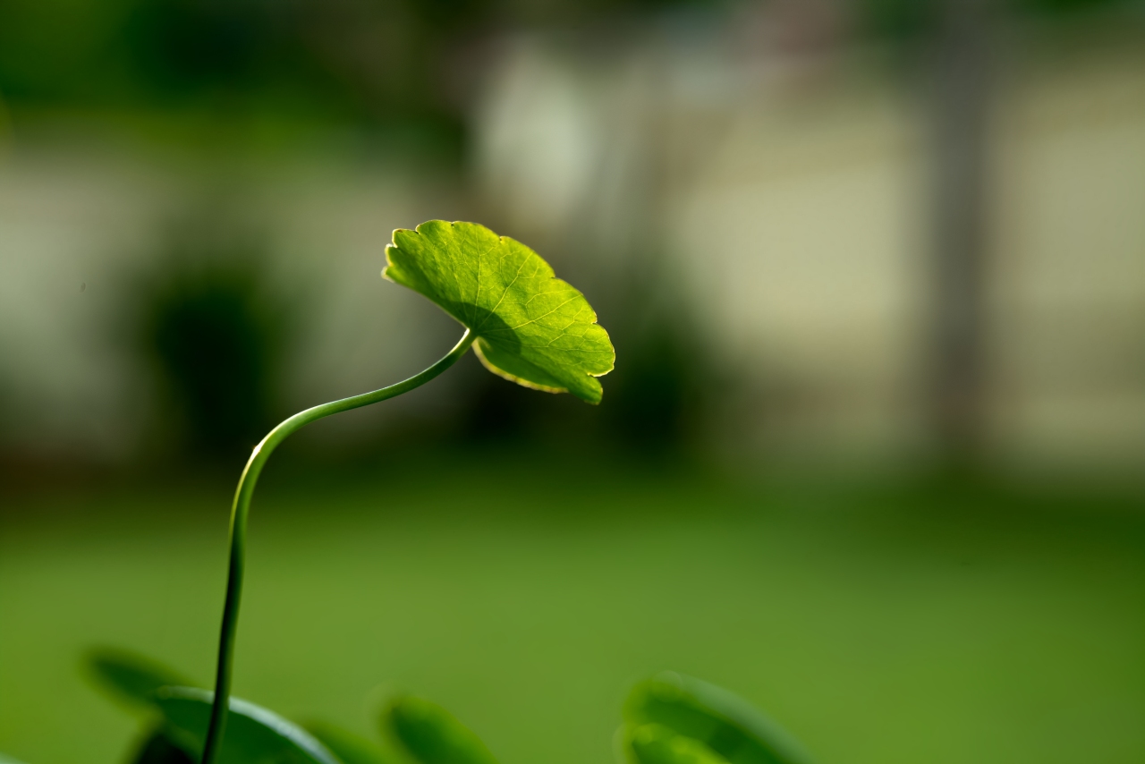 Ghana Herbal Conference